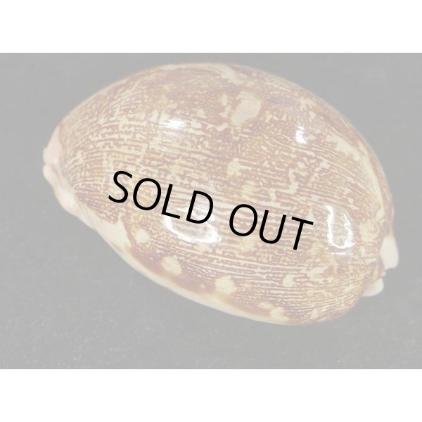 画像2: m.mappa  スレンダーフォーム (2)