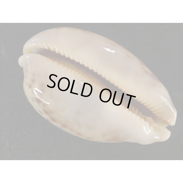 画像3: m.mappa  スレンダーフォーム (3)