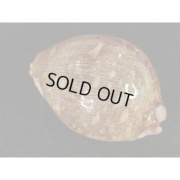 画像2: m.viridis (2)