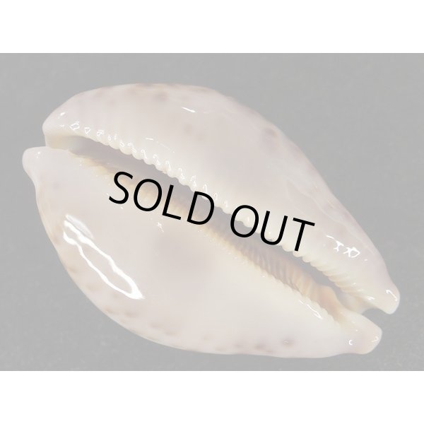 画像3: m.viridis (3)