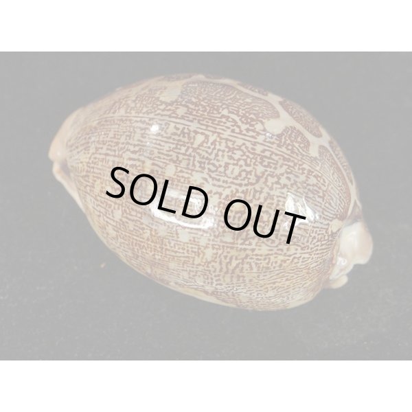 画像2: m.viridis (2)