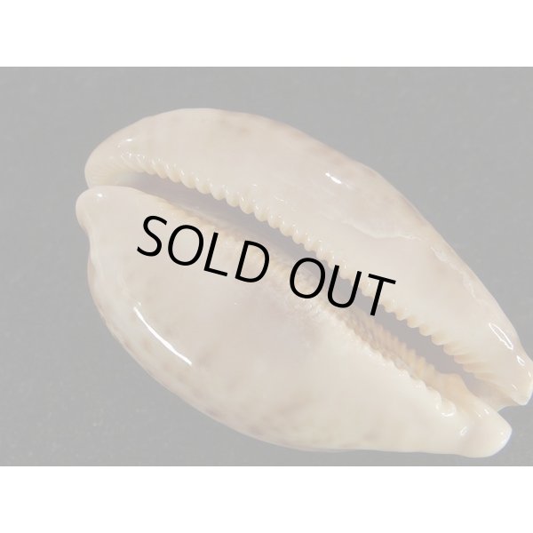 画像3: m.viridis (3)