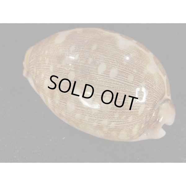 画像2: m.viridis (2)