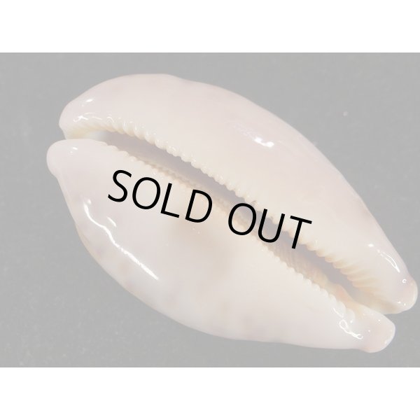 画像3: m.viridis (3)