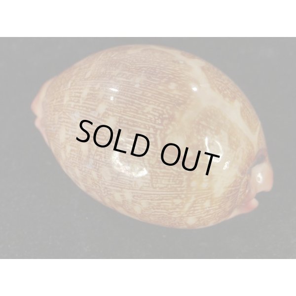 画像2: m.variation (2)