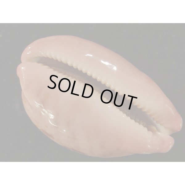 画像3: m.variation (3)