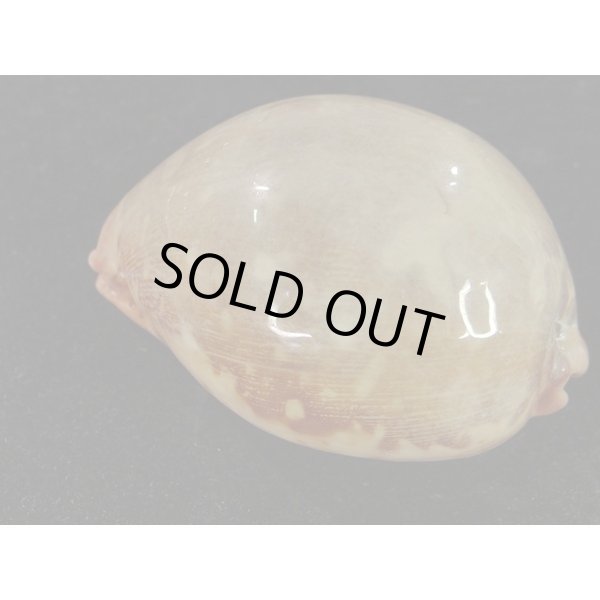 画像2: m.variation (2)