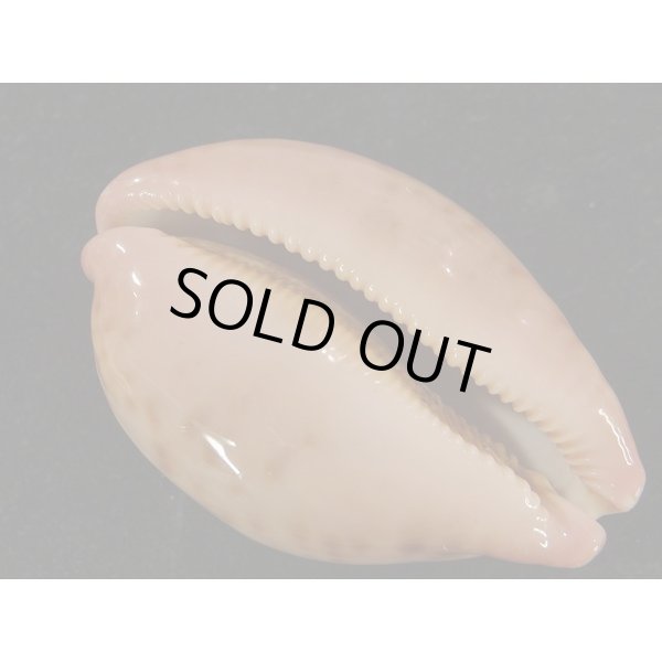 画像3: m.variation (3)