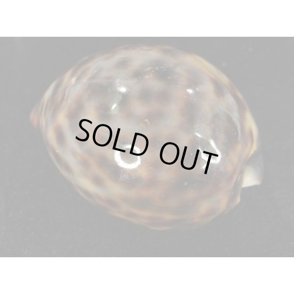 画像2: ホシダカラ ゾエラ似の個体 (2)