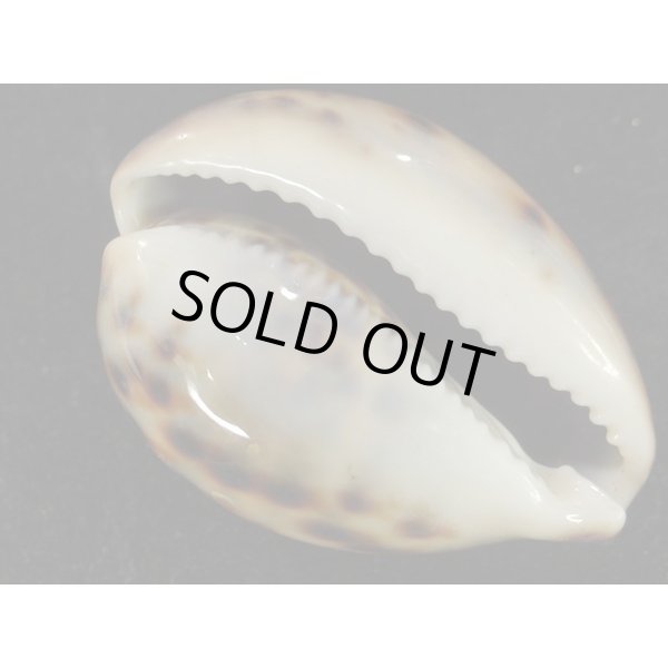 画像3: ホシダカラ ゾエラ似の個体 (3)