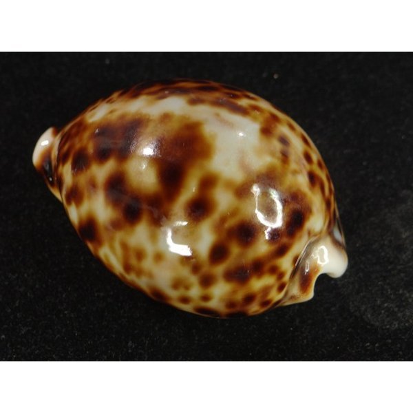 画像2: ホシダカラ ゾエラ似の個体 (2)