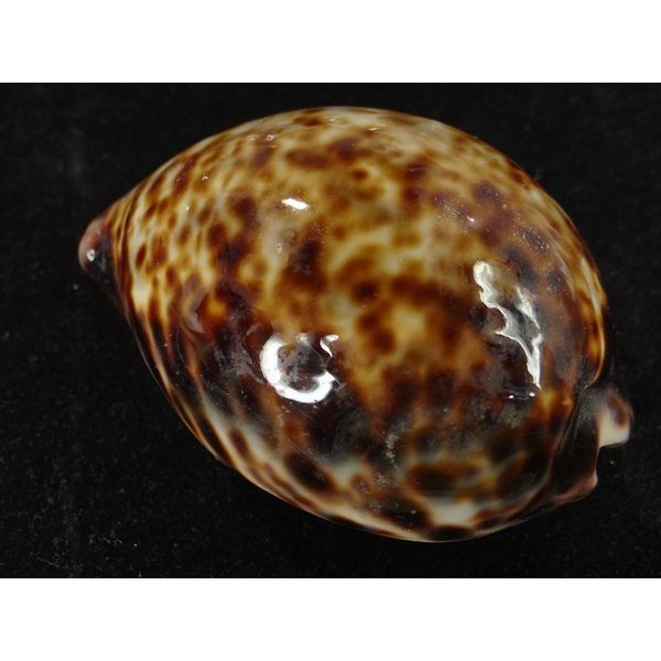 画像2: ホシダカラ ゾエラ似の個体 (2)