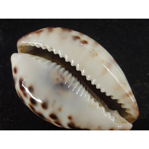 画像3: ホシダカラ ゾエラ似の個体 (3)