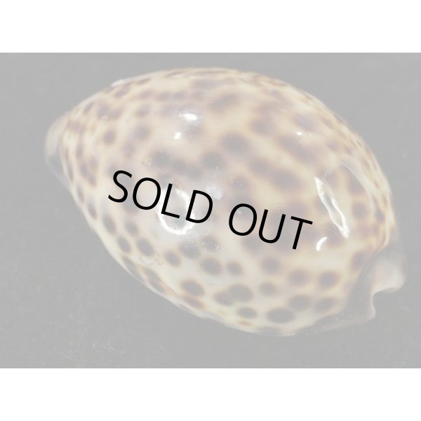 画像2: ホシダカラ ゾエラ似の個体 (2)