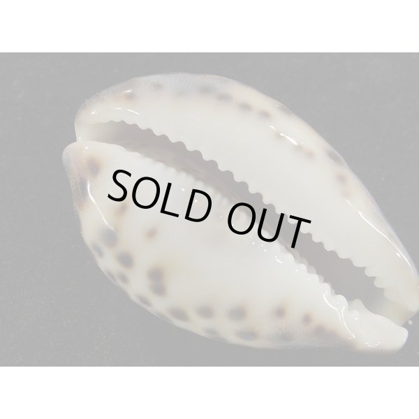 画像3: ホシダカラ ゾエラ似の個体 (3)