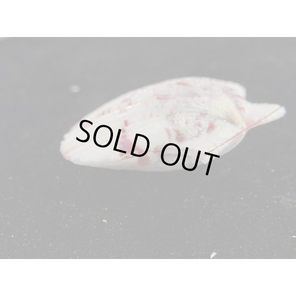 画像3: ニシキヒヨク (3)