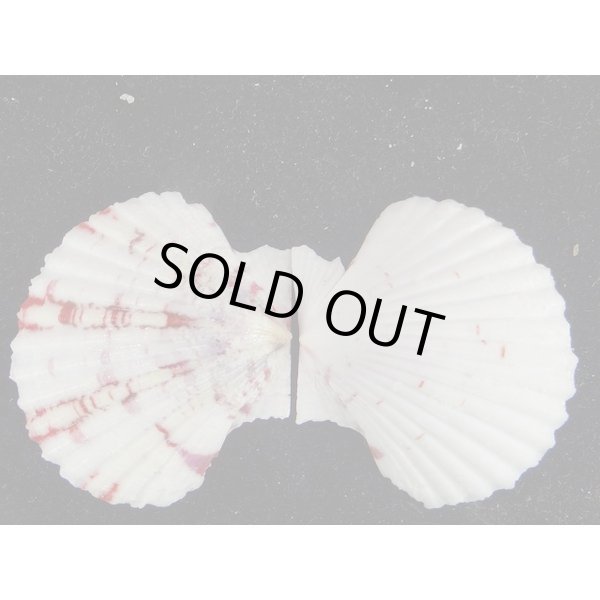 画像4: ニシキヒヨク (4)