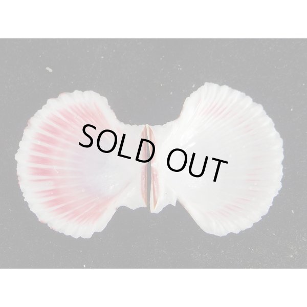 画像5: ニシキヒヨク (5)