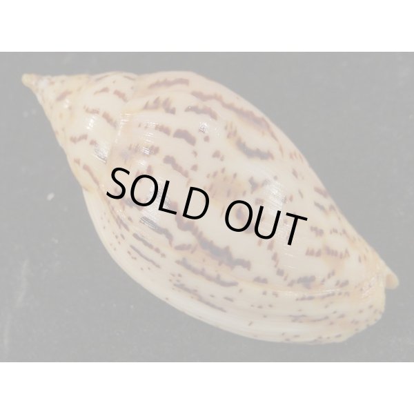 画像2: ゴマスジボラとイナズマインドボラのハイブリット (2)