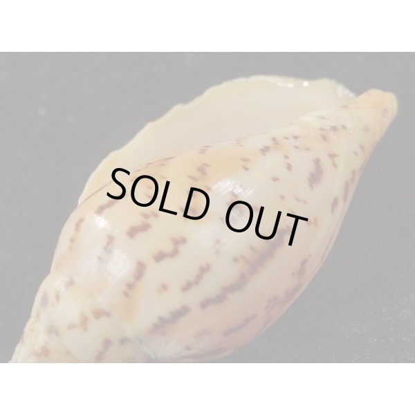 画像3: ゴマスジボラとイナズマインドボラのハイブリット (3)