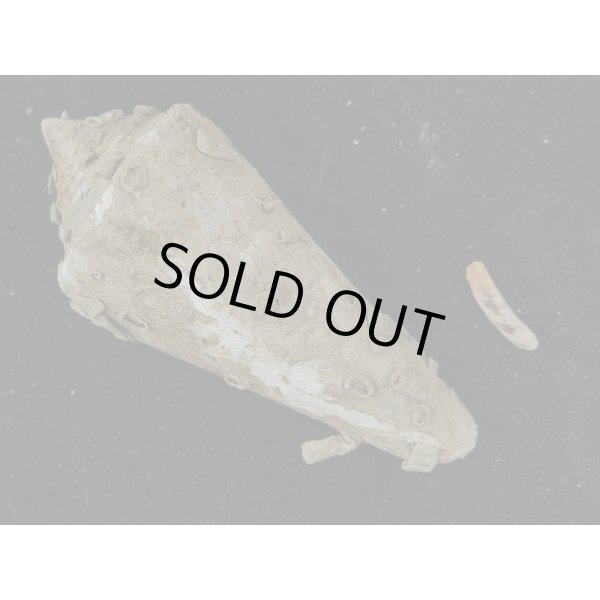 画像2: アコメガイ (2)