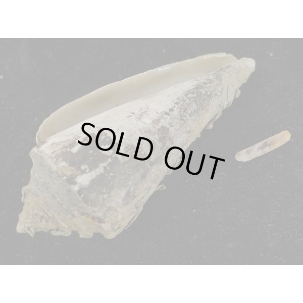 画像3: アコメガイ (3)