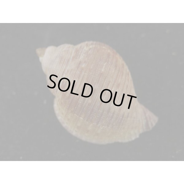 画像2: ナシガタミヤシロ (2)