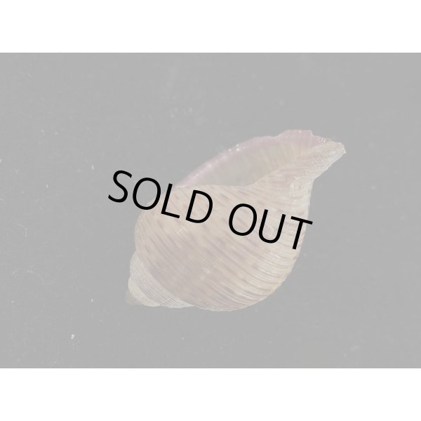 画像3: ナシガタミヤシロ (3)