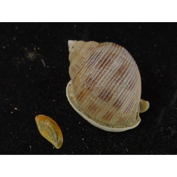 画像2: タマウラシマ系? (2)