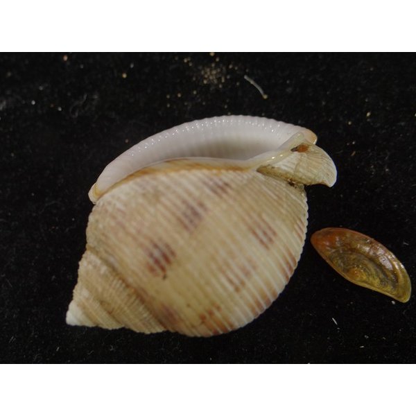 画像3: タマウラシマ系? (3)