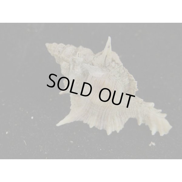 画像2: セキトリハッキガイ 老成 (2)