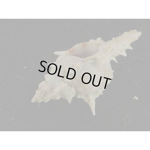 画像3: セキトリハッキガイ 老成 (3)