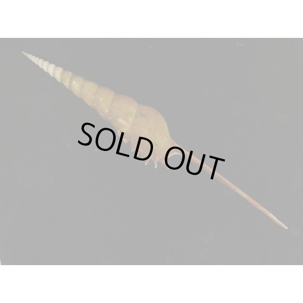 画像2: ハシナガソデ 大 高雄産 (2)