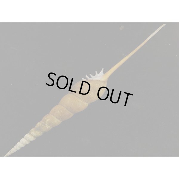 画像3: ハシナガソデ 大 高雄産 (3)