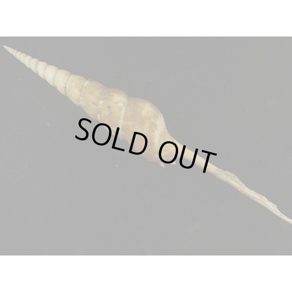 画像2: ハシナガソデ 大 高雄産 (2)