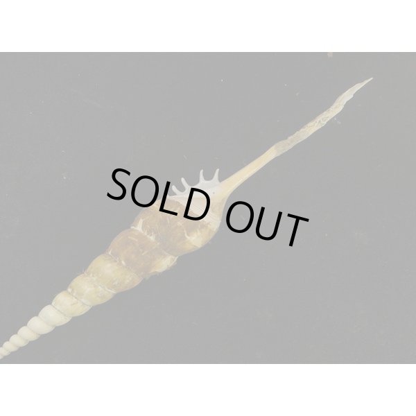 画像3: ハシナガソデ 大 高雄産 (3)