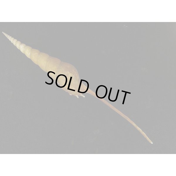 画像2: ハシナガソデ マレーシア産 (2)