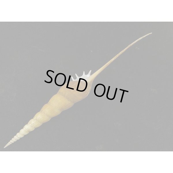 画像3: ハシナガソデ マレーシア産 (3)