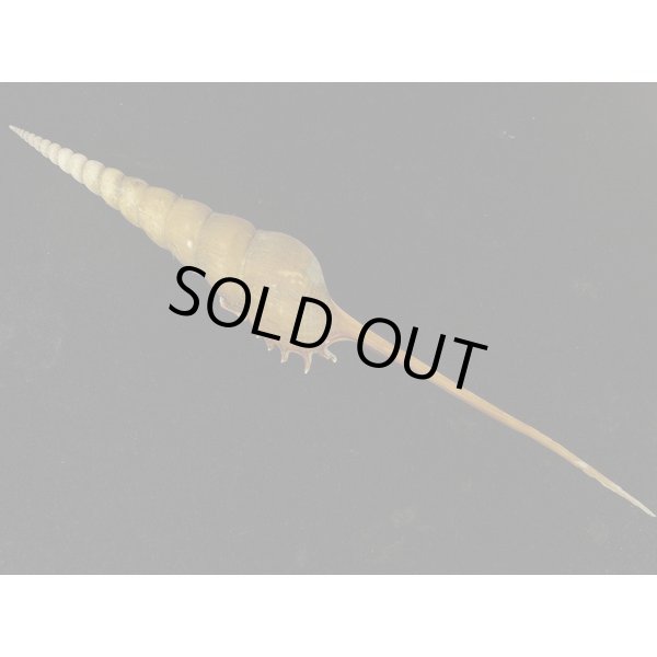 画像2: ハシナガソデ マレーシア産 (2)