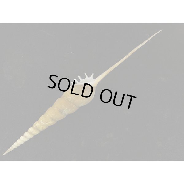 画像3: ハシナガソデ マレーシア産 (3)