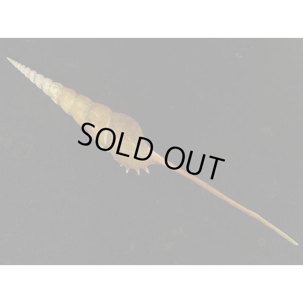 画像2: ハシナガソデ マレーシア産 (2)