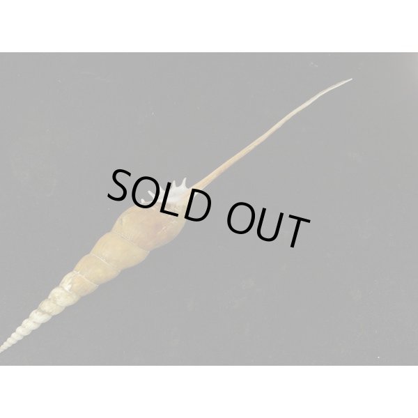 画像3: ハシナガソデ マレーシア産 (3)