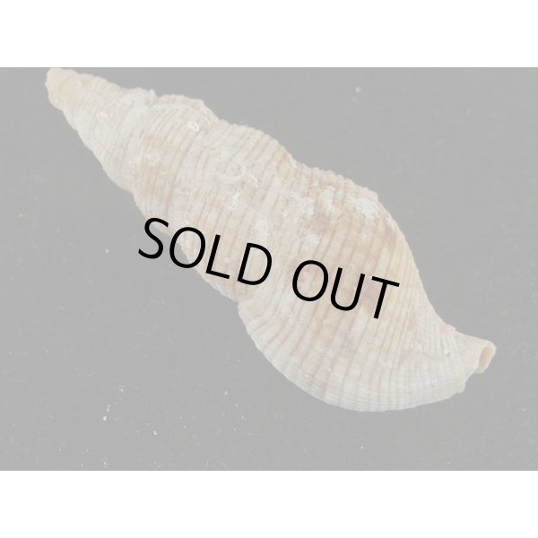 画像2: スギタニセコバイ 大 (2)