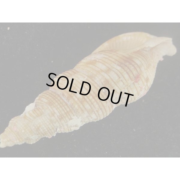 画像3: スギタニセコバイ 大 (3)