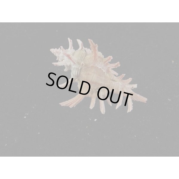 画像2: コセンジュ (2)