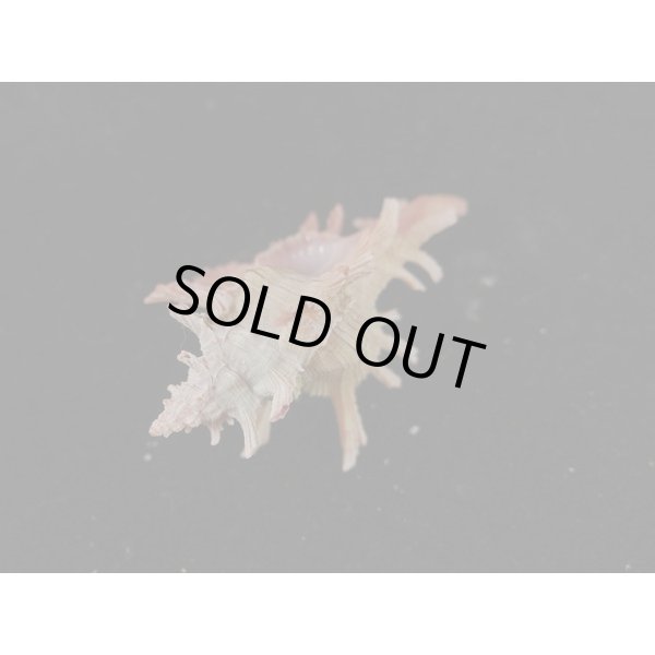 画像3: コセンジュ (3)