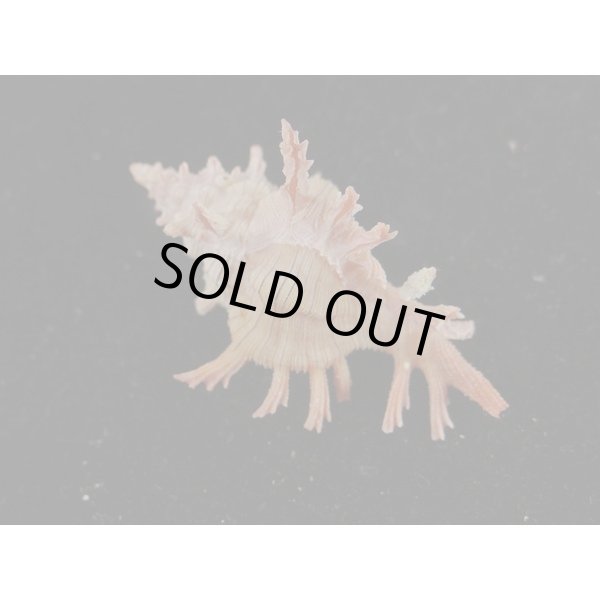 画像2: コセンジュ (2)