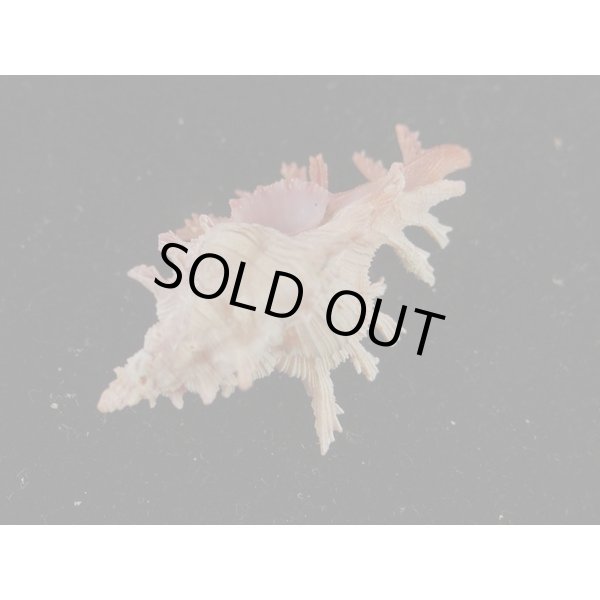 画像3: コセンジュ (3)