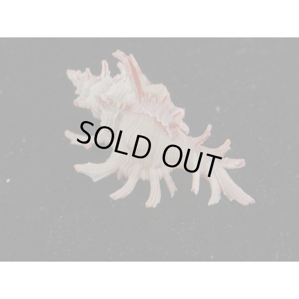 画像2: コセンジュ (2)