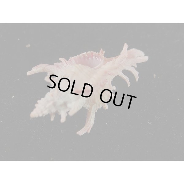 画像3: コセンジュ (3)